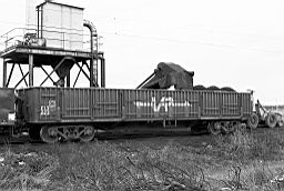 © Rob O'Regan, 1978